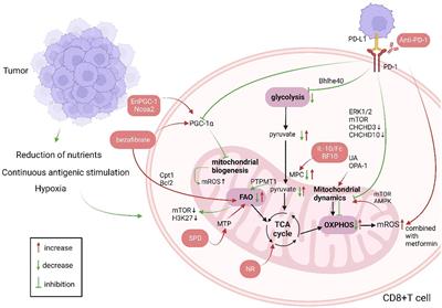 Impact of mitochondrial dysfunction on the antitumor effects of immune cells